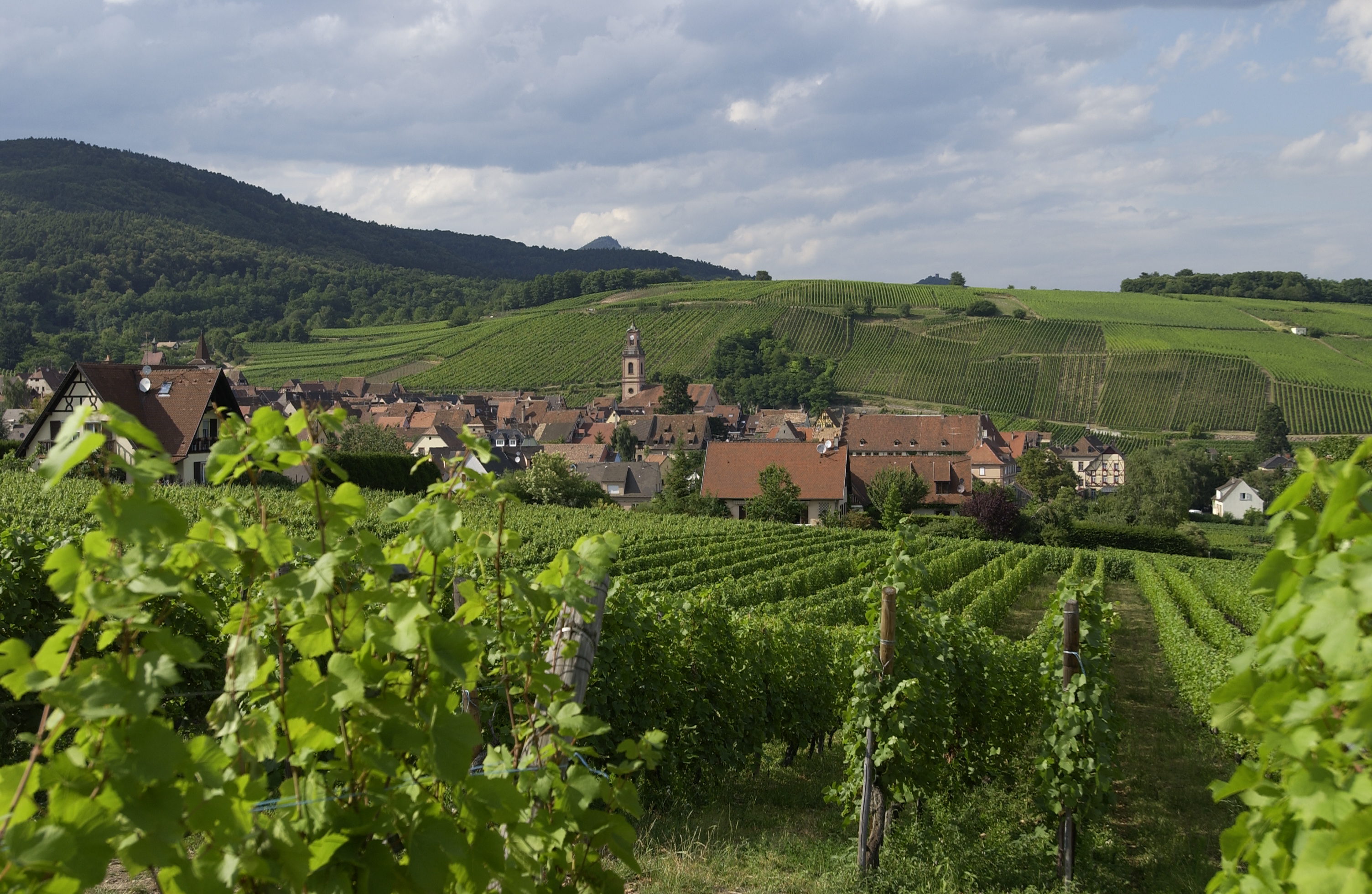 Château de Riquewihr vineyards